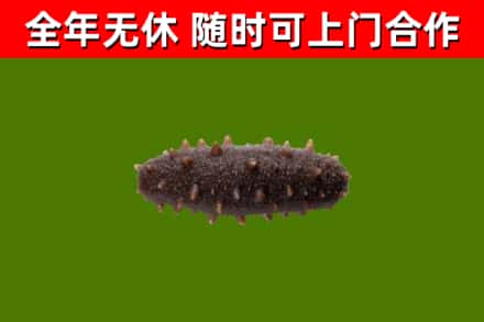 石嘴山回收海参干